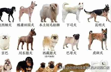 中华田园犬品种大揭秘：55种等你发现！