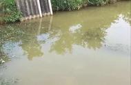 广东鱼友将龙鱼放入自家池塘，一年后的十月捞出