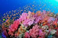 地球危机：珊瑚礁大面积白化，生物大灭绝前兆显现