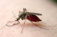 入侵中国的北美“食蚊鱼”：每天消灭2000蚊子的生态威胁