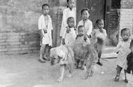 中华田园犬：历史记忆中的传统家犬的衰落