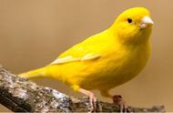 金丝雀的羽色：黄色的明亮与美丽