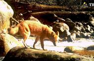 祁连山红毛犬：北方豺群的最后守护者