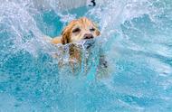 1. 水域冒险家：揭秘擅长游泳的五种狗狗