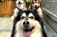 狗的未来：阿拉斯加雪橇犬、松狮和秋田犬等6种狗的禁养问题