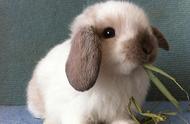 今天为大家介绍一个可爱的小精灵：第一萌宠垂耳兔