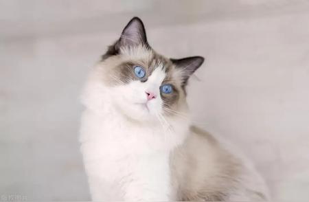 布偶猫独特魅力揭秘：颜值之外的风采展示
