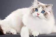 养布偶猫的十大禁忌，你知道多少？