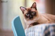 猫咪的奇特之处：最像狗的猫，哈士奇般的暹罗猫，你了解多少？