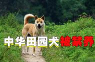 中华田园犬：国犬身份背后的城市禁养之谜