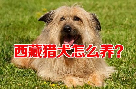 如何正确饲养西藏猎犬？全面护理指南！