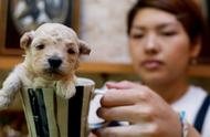 了解茶杯犬：关爱与误解的边界
