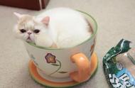 探索茶杯猫的奇妙世界：最小的猫咪带来无限惊喜