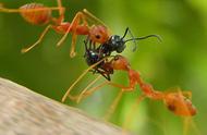 探索人工蚁巢：为宠物蚂蚁打造的舒适家园