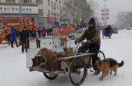 探访北京梨园狗市：华北地区最大的犬类交易天堂
